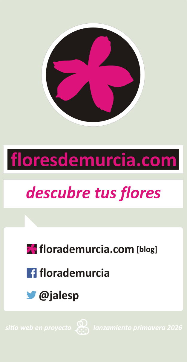 Descubre tus flores